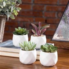 Succulent in Ceramic Pot
