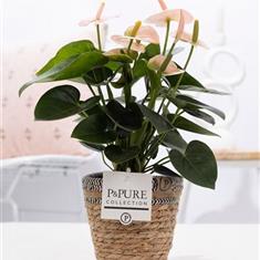Antherium Plant -Pale Pink 
