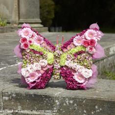 Butterfly  Tribute